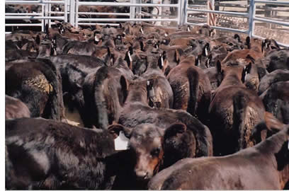 Breeding calves 1